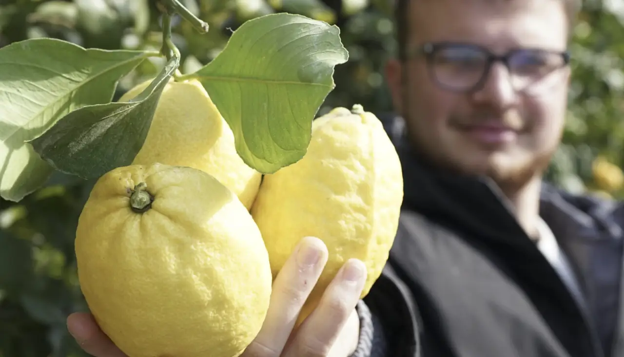 Vuoi coltivare limoni anche se abiti al nord? Ecco la varietà che resiste al gelo