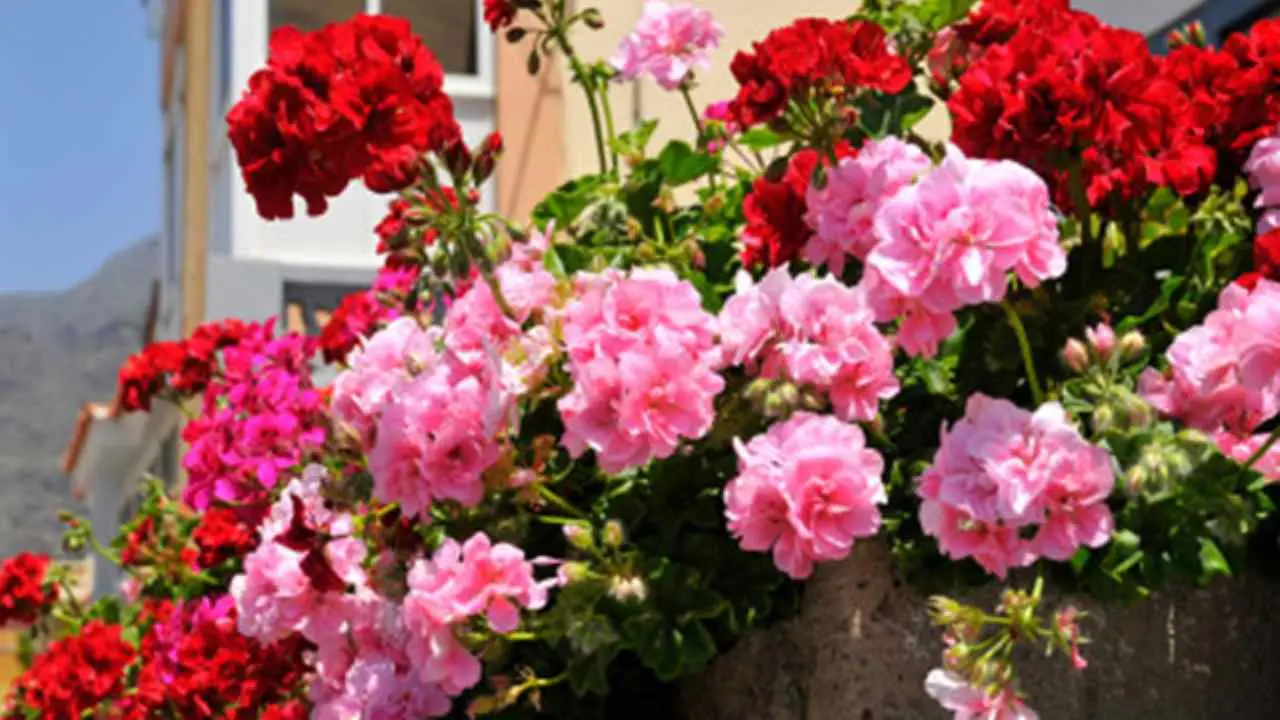 Non piantare mai questo fiore accanto ai gerani: ecco perché si rovinano