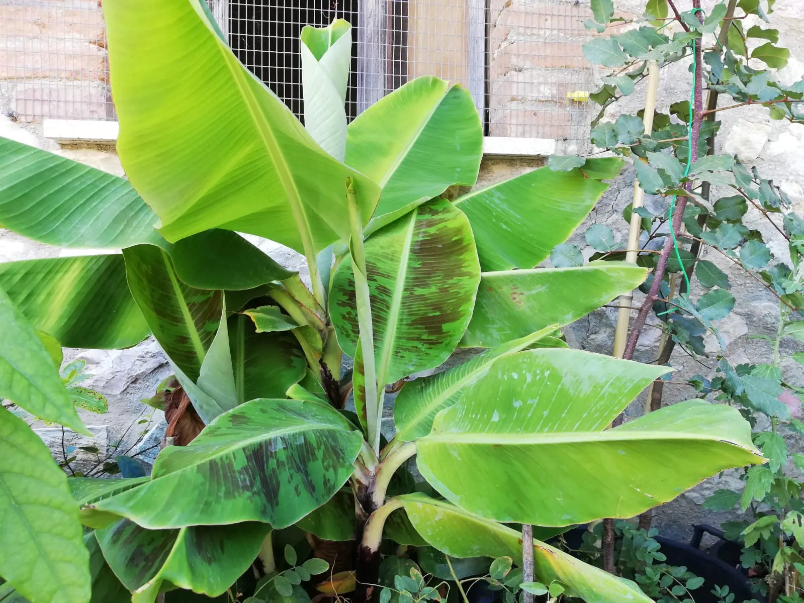 Telo termico per l’orto e le piante: ecco i prezzi reali e quale scegliere